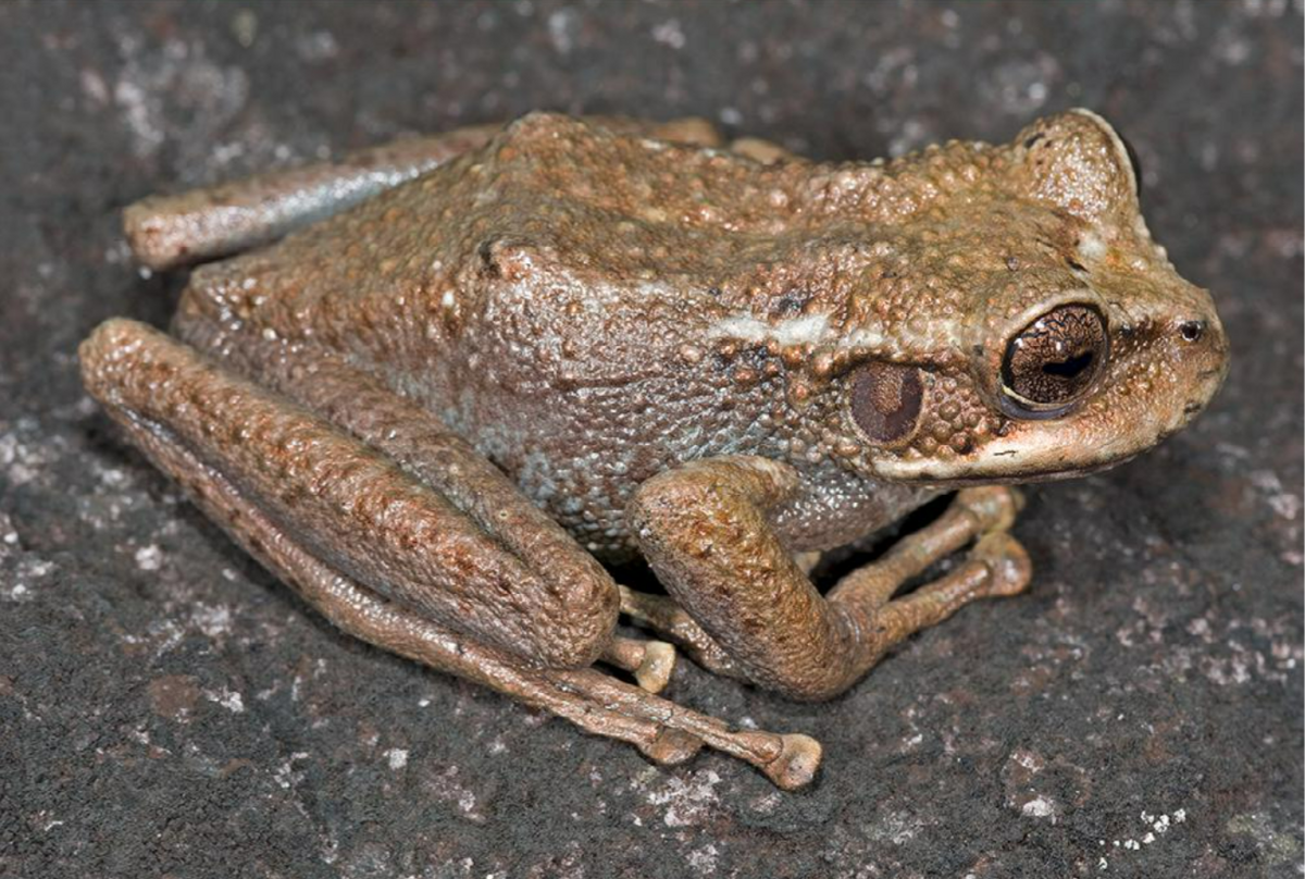 New species of bumpy frog discovered on Venezuela mountain | Miami